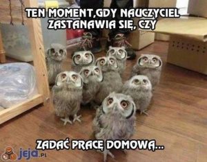 sowy1